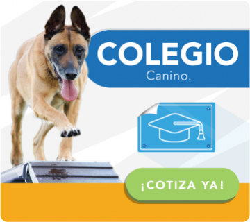 Colegio para perros     Guardería Colegio para perros en Bogotá